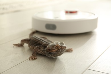 Robotic vacuum cleaner and bearded dragon lizard indoors