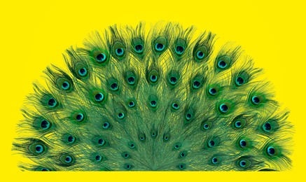 Beautiful bright peacock feathers on yellow background