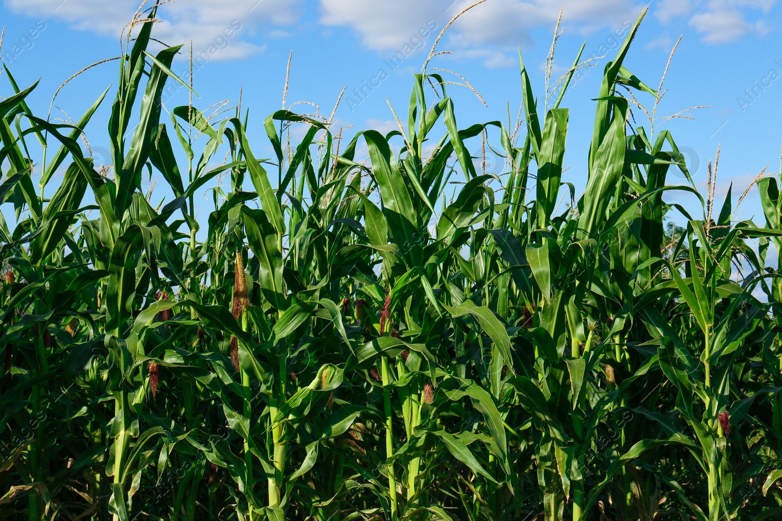 Photo of Beautiful view of corn growing in field