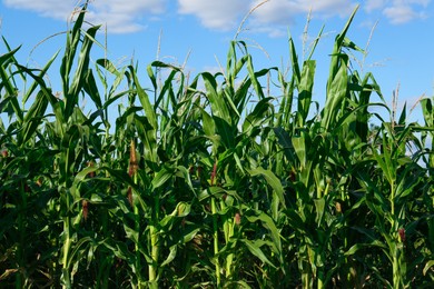 Beautiful view of corn growing in field