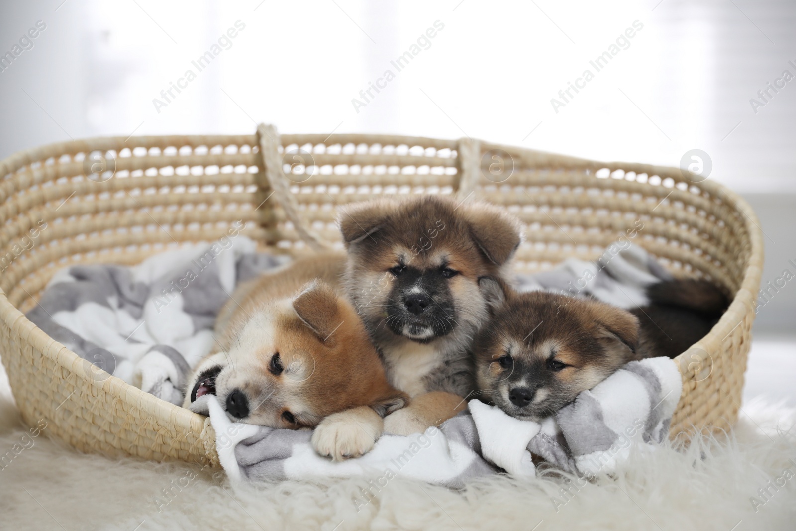 Photo of Adorable Akita Inu puppies in dog bed indoors