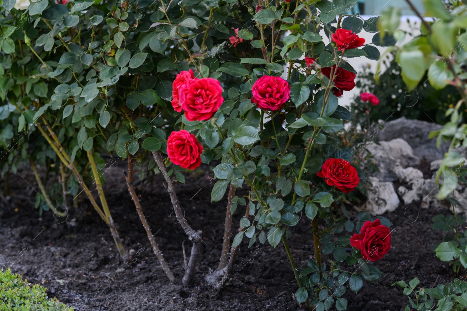 Photo of Bushes with beautiful red roses outdoors on summer day