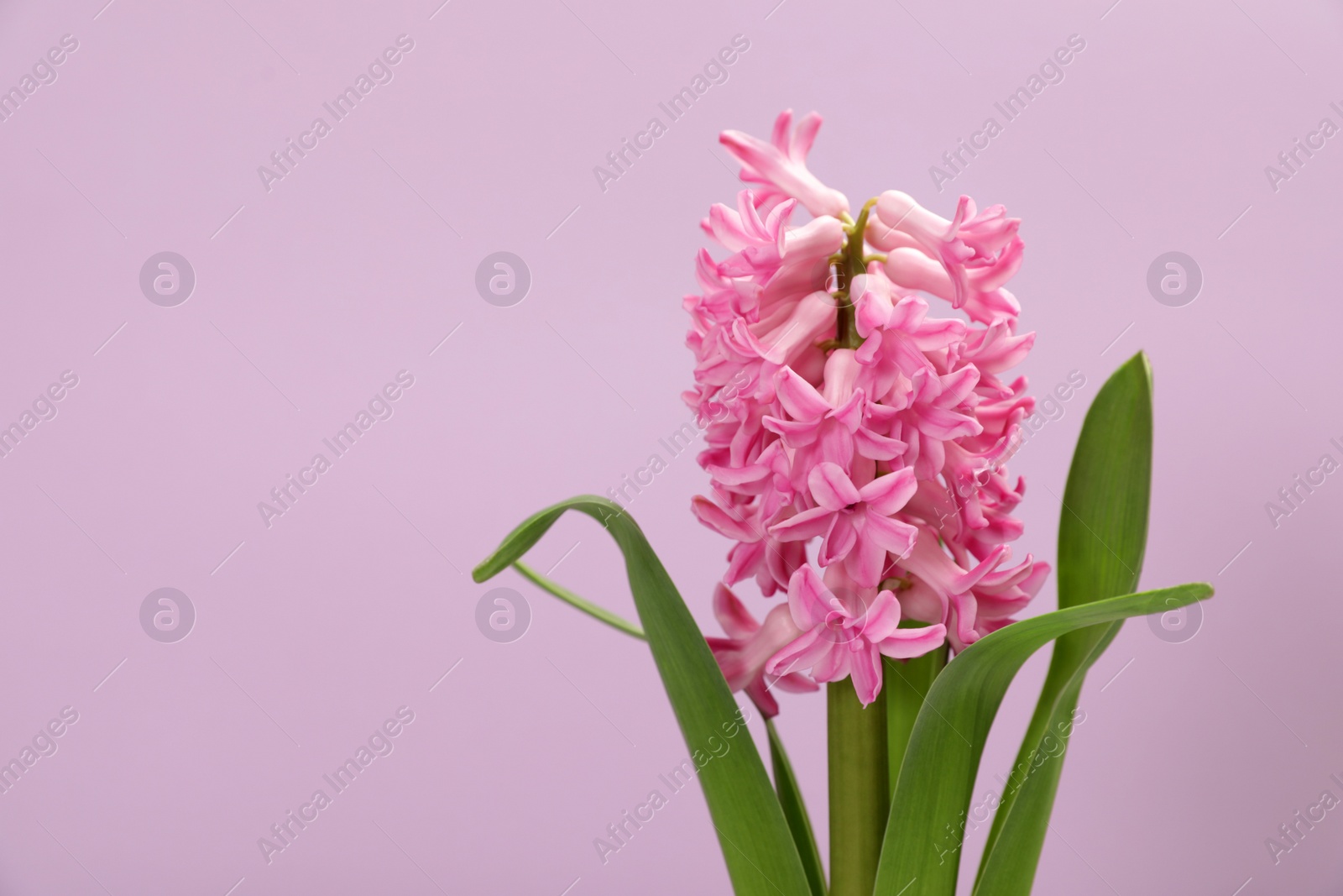 Photo of Beautiful spring hyacinth flower on color background. Space for text