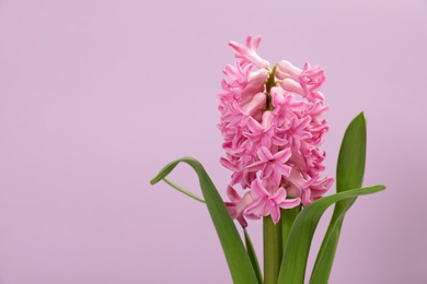 Photo of Beautiful spring hyacinth flower on color background. Space for text