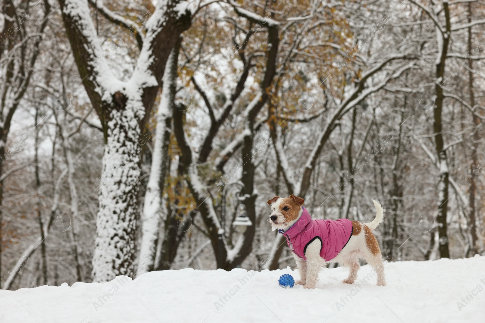 Photo of Cute Jack Russell Terrier with toy ball in snowy park