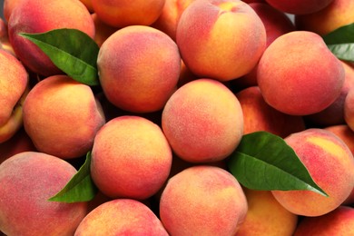 Photo of Fresh peaches and leaves as background, top view
