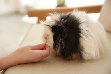 Photo of Little child feeding guinea pig indoors, closeup. Lovely pet