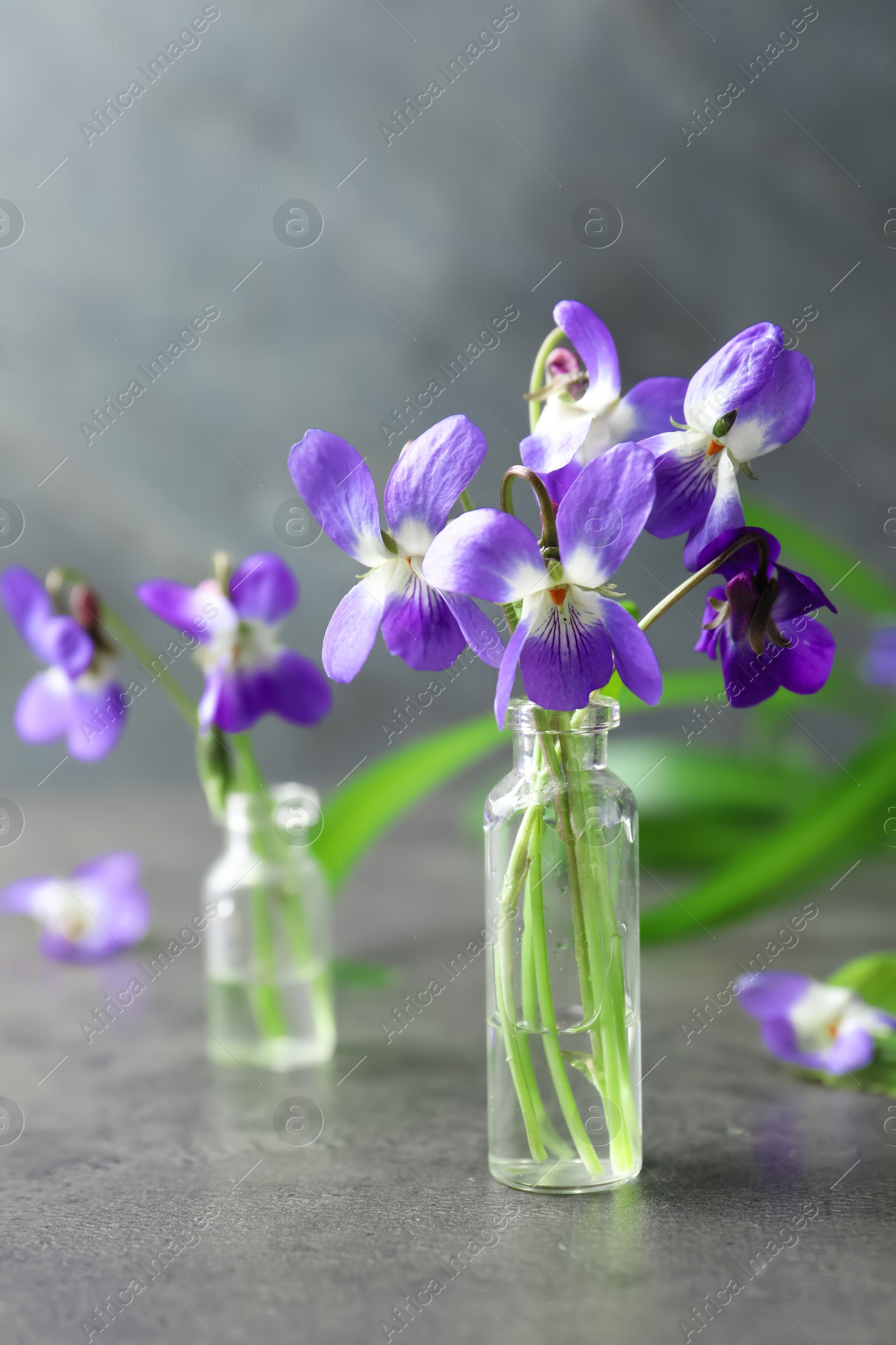 Photo of Beautiful wood violets on grey table. Spring flowers
