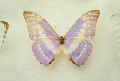 Photo of Beautiful Morpho cypris butterfly on white background