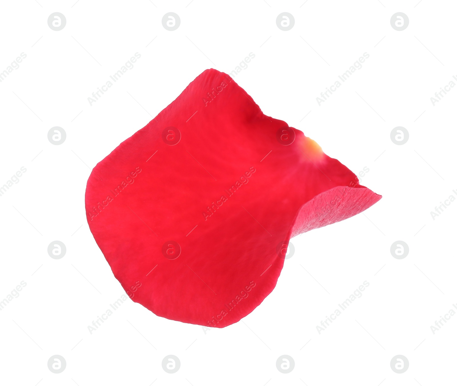 Photo of Tender red rose petal isolated on white