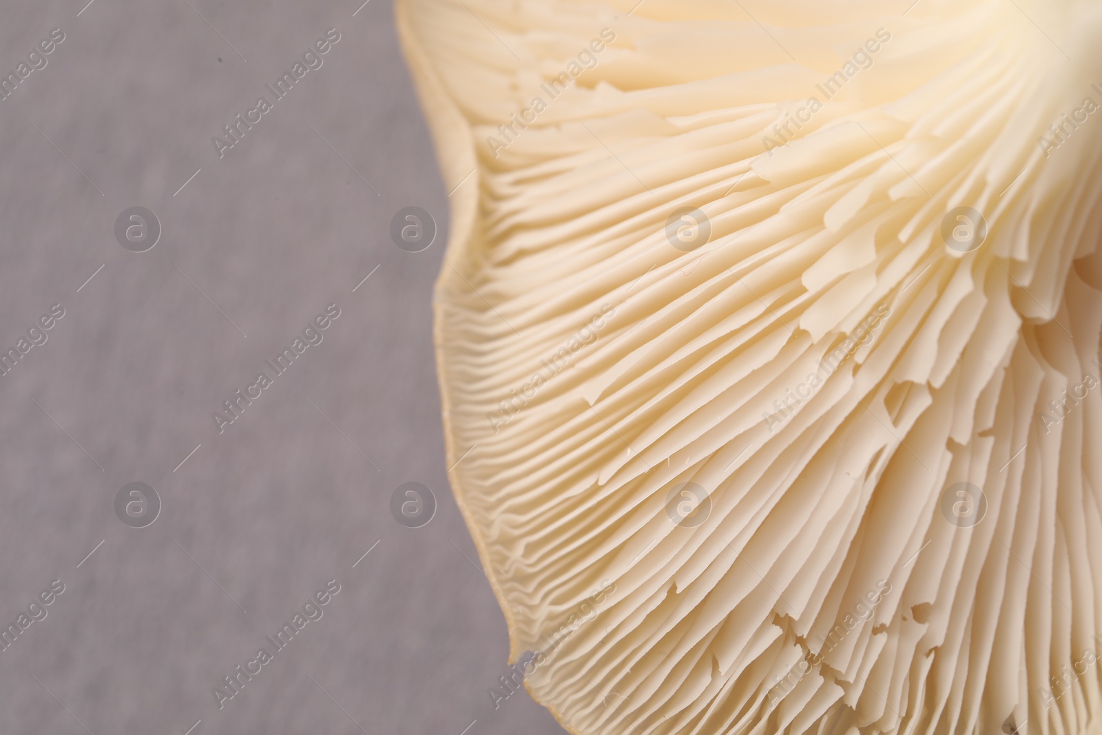 Photo of Fresh oyster mushroom on grey background, macro view. Space for text