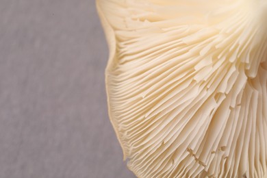 Photo of Fresh oyster mushroom on grey background, macro view. Space for text