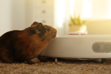 Photo of Modern robotic vacuum cleaner and guinea pig on floor at home, closeup