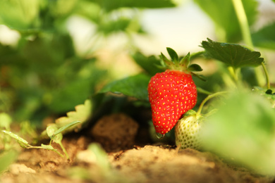 Photo of Strawberry plant with berries on blurred background, closeup