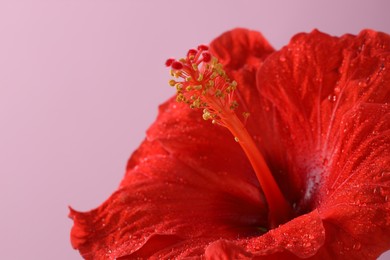 Photo of Beautiful red hibiscus flower with water drops on pale pink background, macro view. Space for text