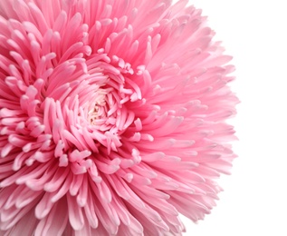 Beautiful pink aster flower on white background, closeup