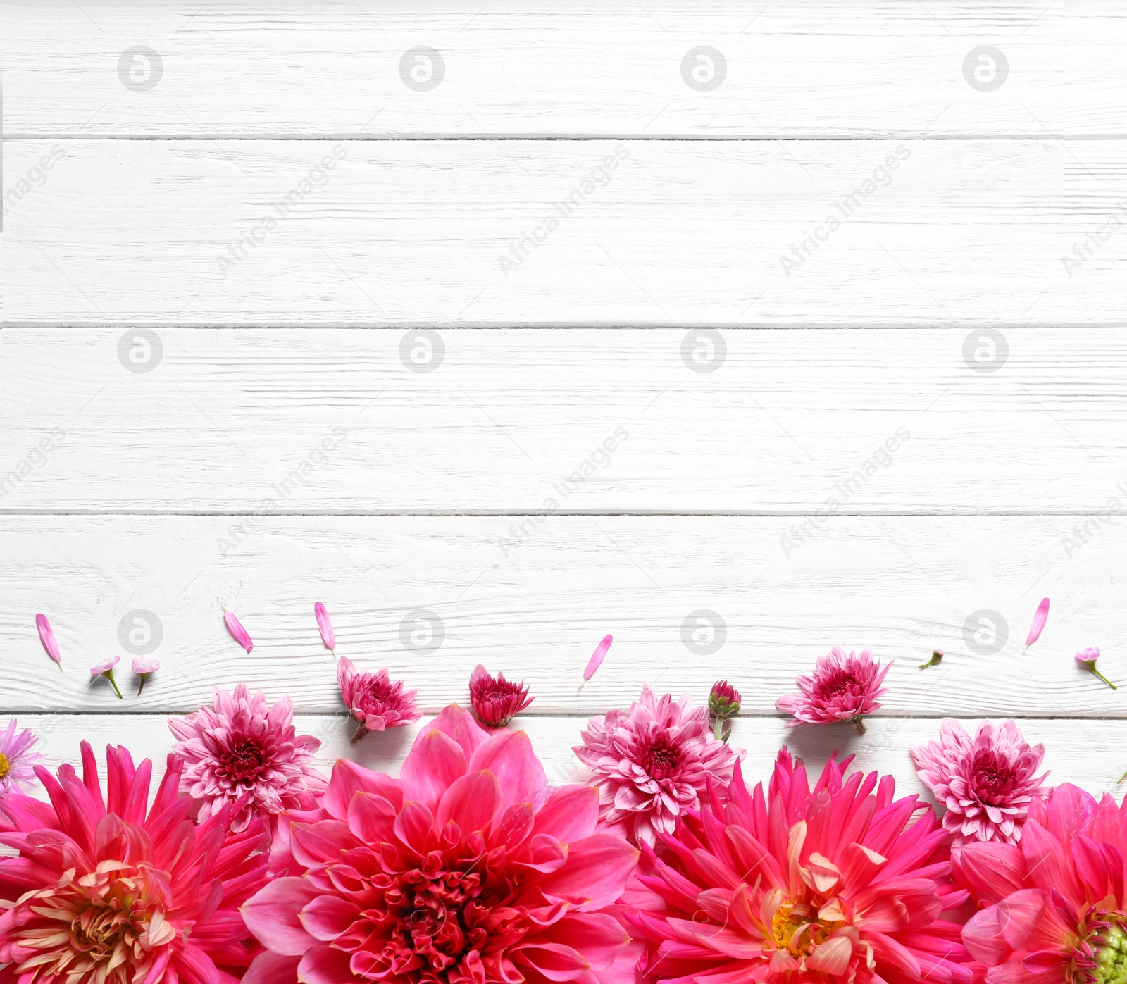 Photo of Flat lay composition with beautiful dahlia flowers and space for text on wooden background