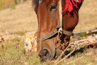 Beautiful horse grazing on pasture, closeup. Lovely pet