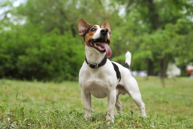 Photo of Adorable Jack Russell Terrier dog playing in park