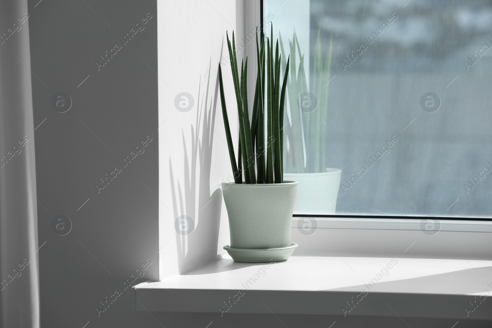 Photo of Beautiful potted sansevieria cylindrica plant on windowsill indoors