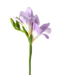 Photo of Beautiful freesia with fragrant flowers on white background