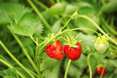 Photo of Strawberry plant with ripening berries on blurred background