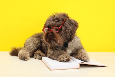 Cute Maltipoo dog with book wearing glasses on white table against yellow background. Lovely pet