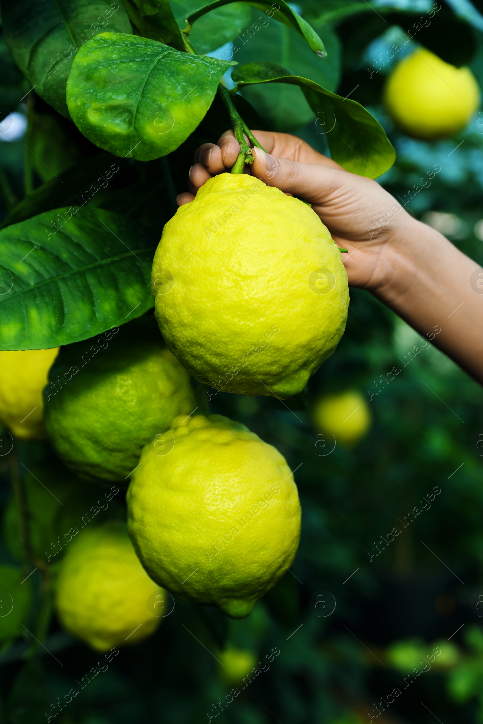 Photo of Woman picking ripe lemon from branch outdoors, closeup