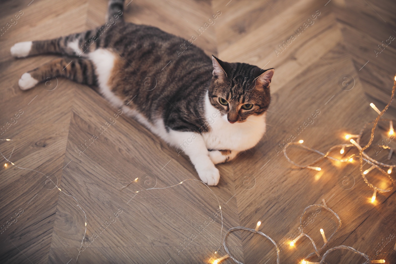 Photo of Cute cat on floor near Christmas lights