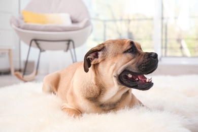 Photo of Cute dog lying on light fuzzy carpet at home