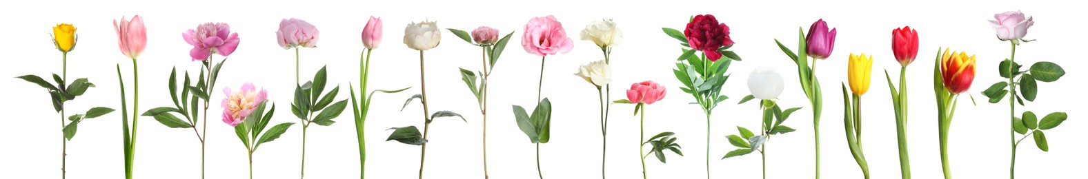 Image of Different beautiful flowers isolated on white, set