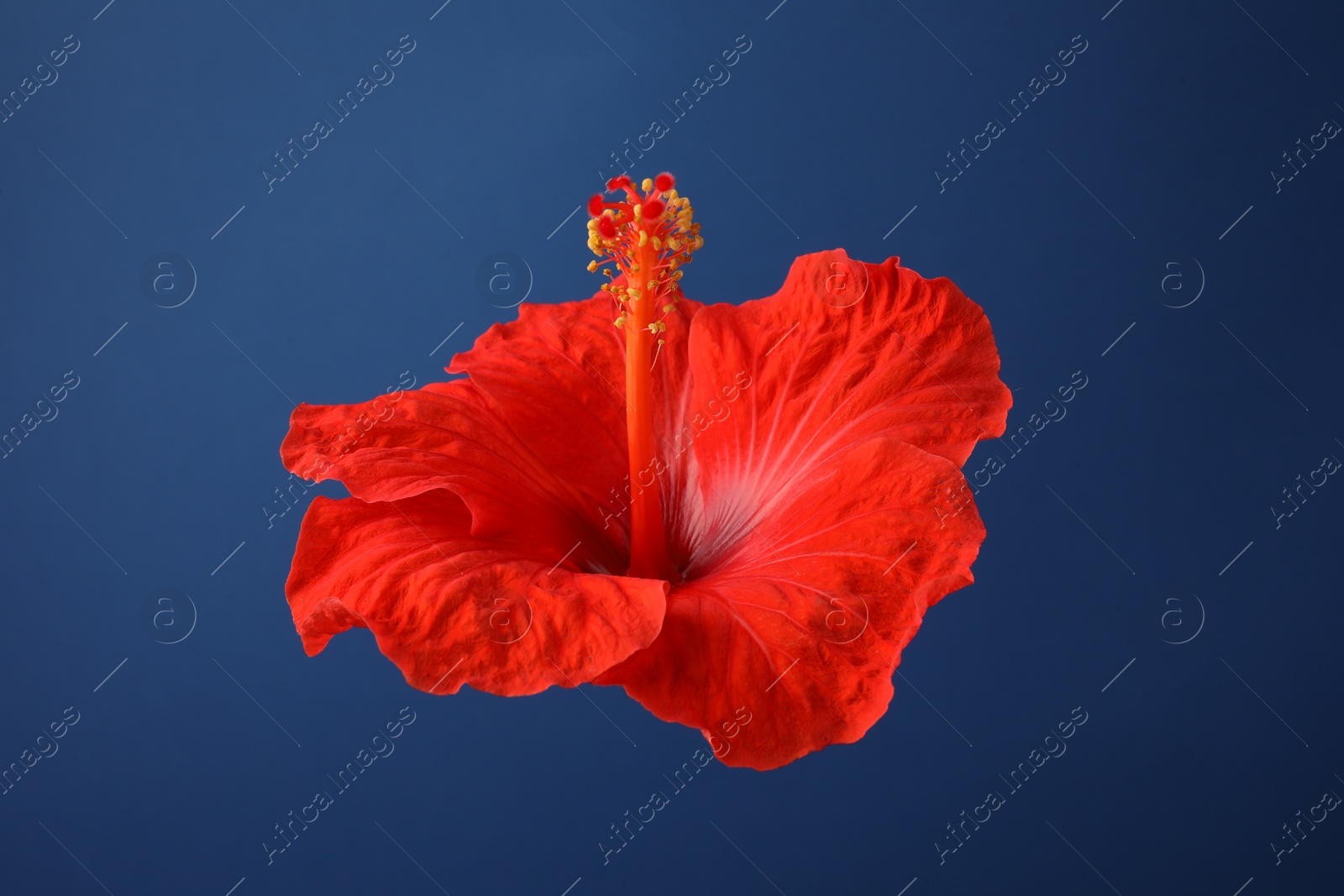 Photo of Beautiful red hibiscus flower on blue background