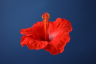 Beautiful red hibiscus flower on blue background