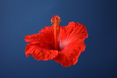 Photo of Beautiful red hibiscus flower on blue background