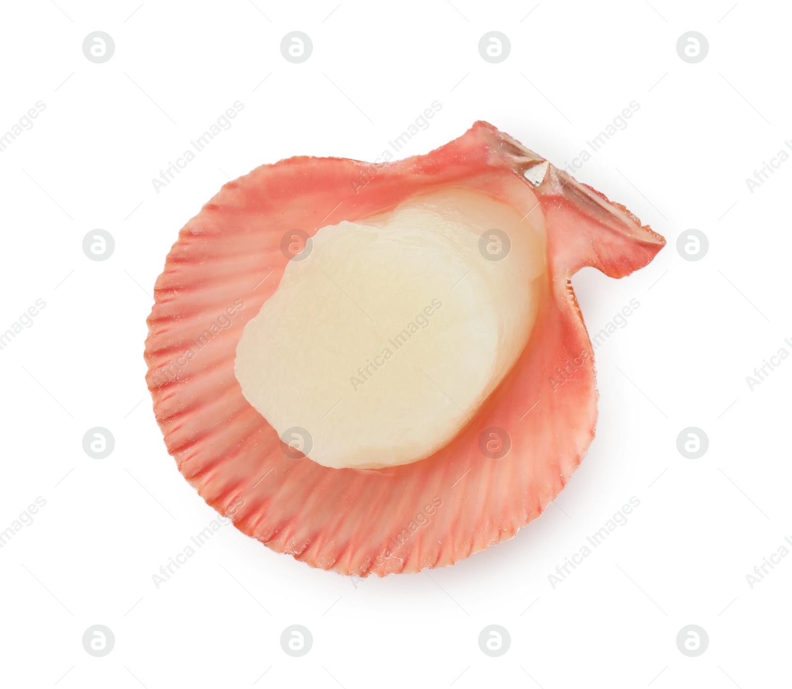 Photo of Fresh raw scallop in shell isolated on white, top view