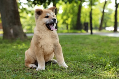 Photo of Funny adorable Akita Inu puppy in park, space for text