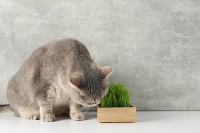 Cute cat and fresh green grass on white surface near grey wall