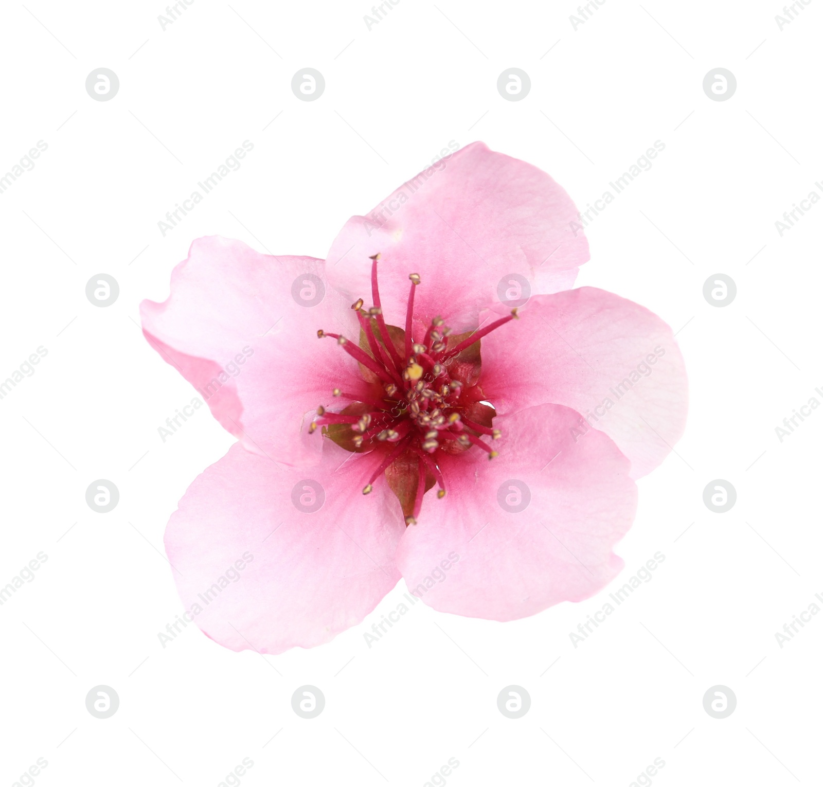 Photo of Beautiful tree blossom isolated on white. Spring season