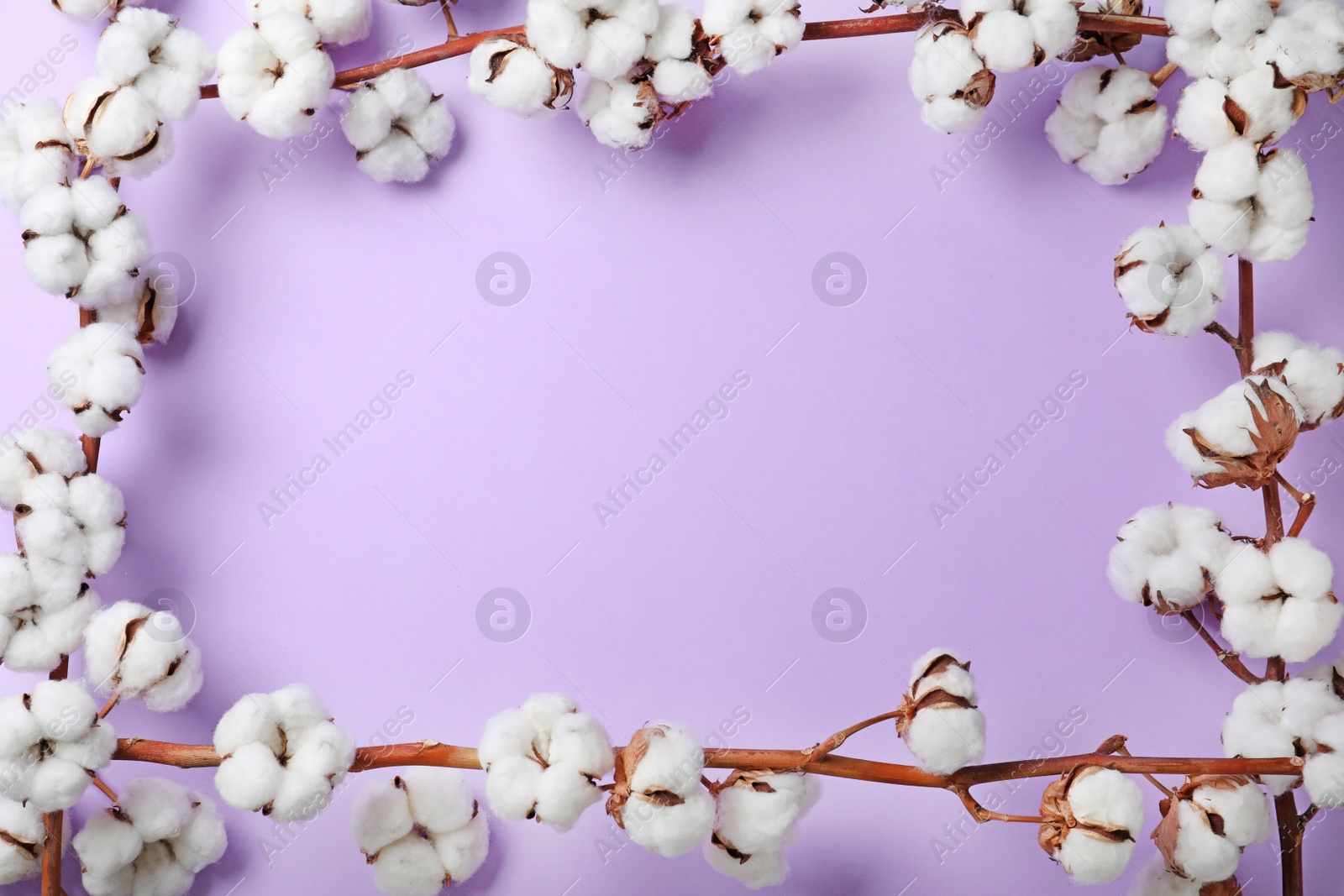 Photo of Frame made with cotton flowers on lilac background, top view. Space for text