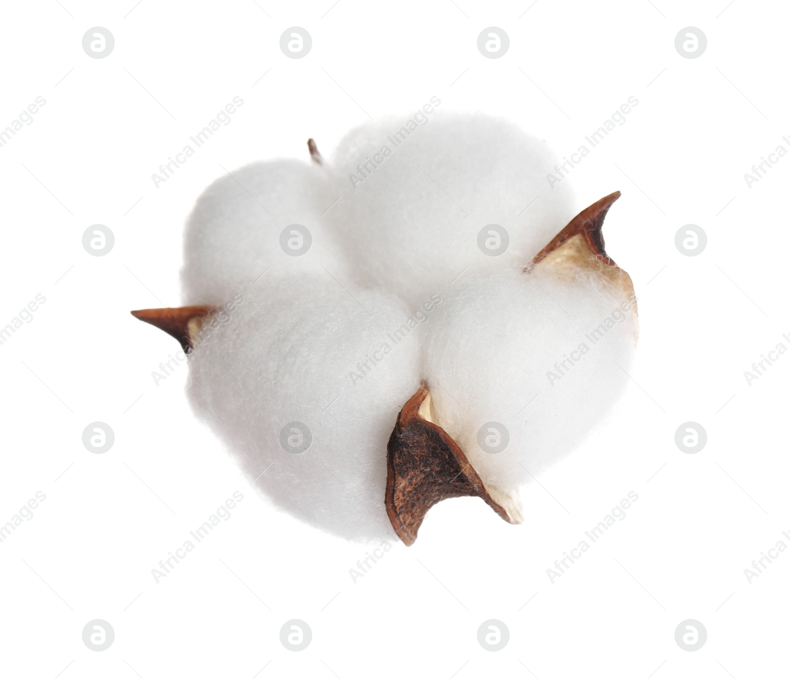Beautiful fluffy cotton flower isolated on white Photo of Beautiful fluffy cotton flower isolated on white