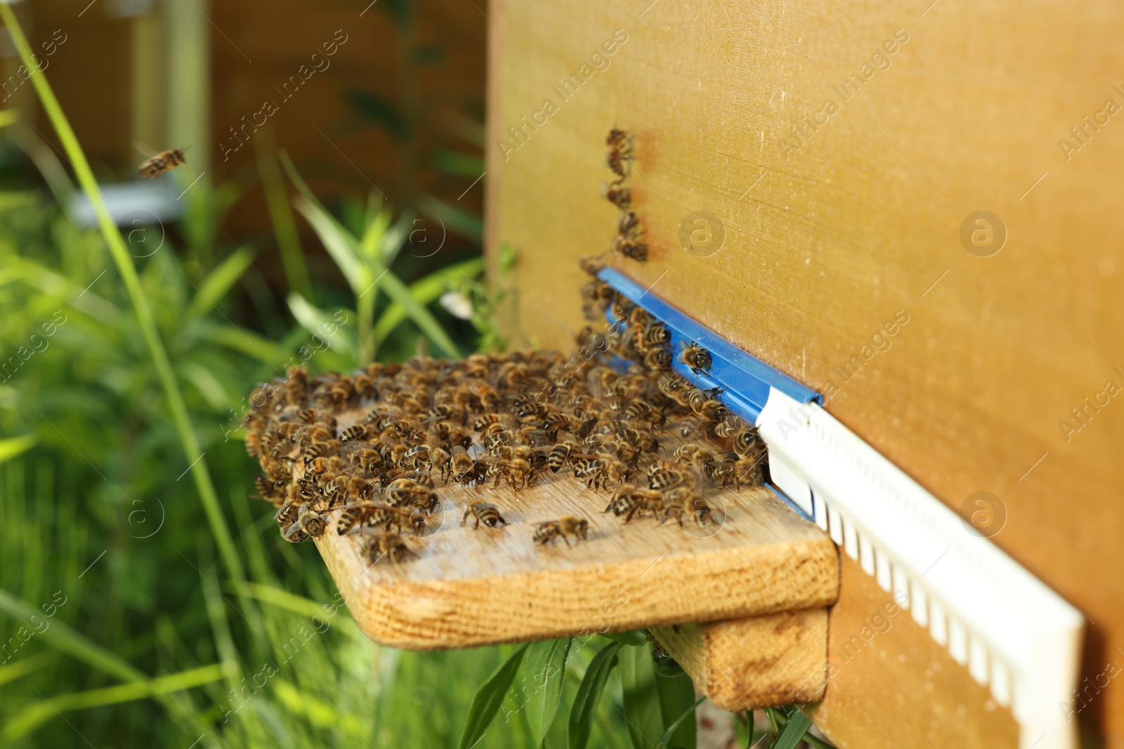 Photo of Closeup view of wooden hive with honey bees on sunny day