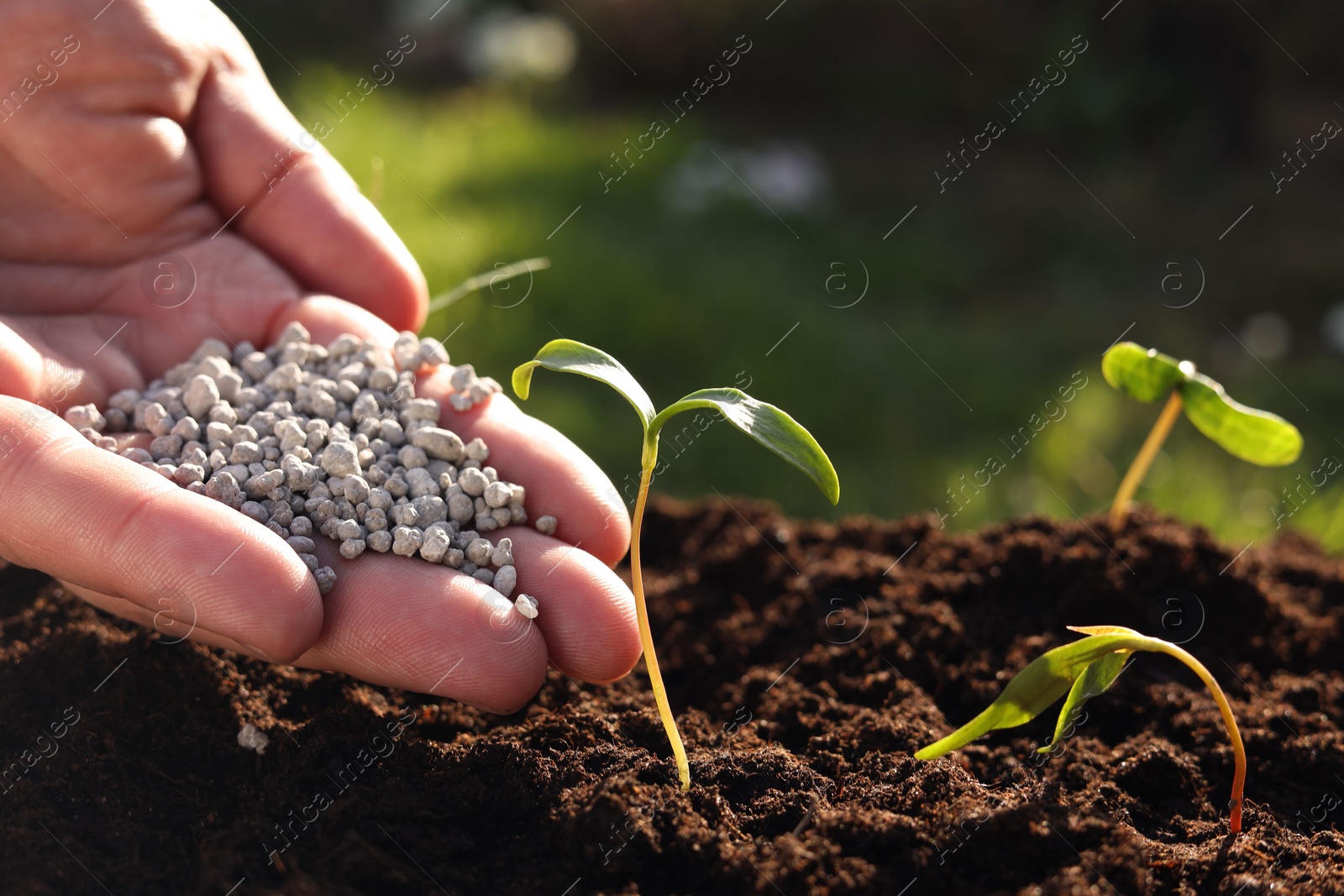 Photo of Man fertilizing soil with growing young sprouts outdoors, closeup