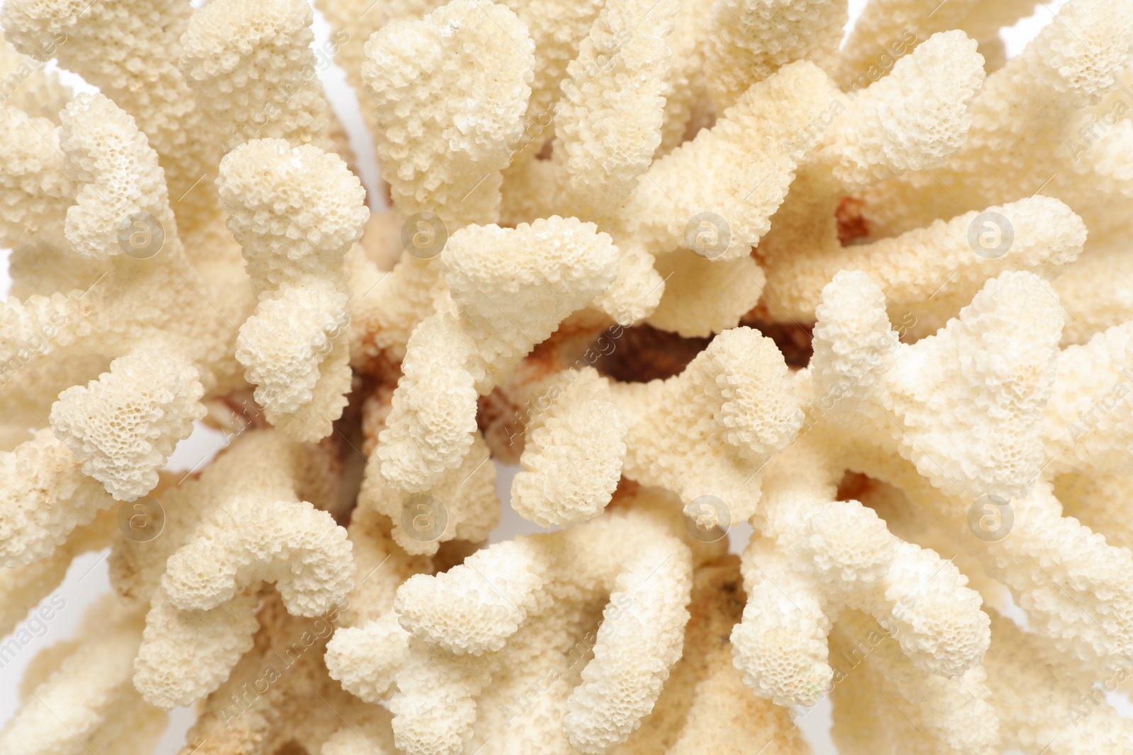 Photo of Beautiful exotic sea coral as background, closeup