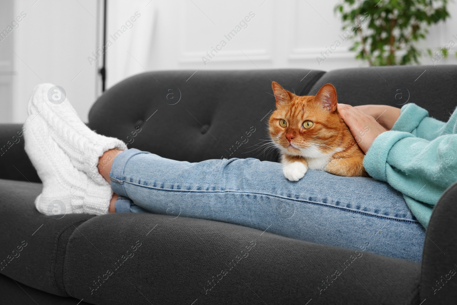 Photo of Woman petting cute cat on sofa at home, closeup