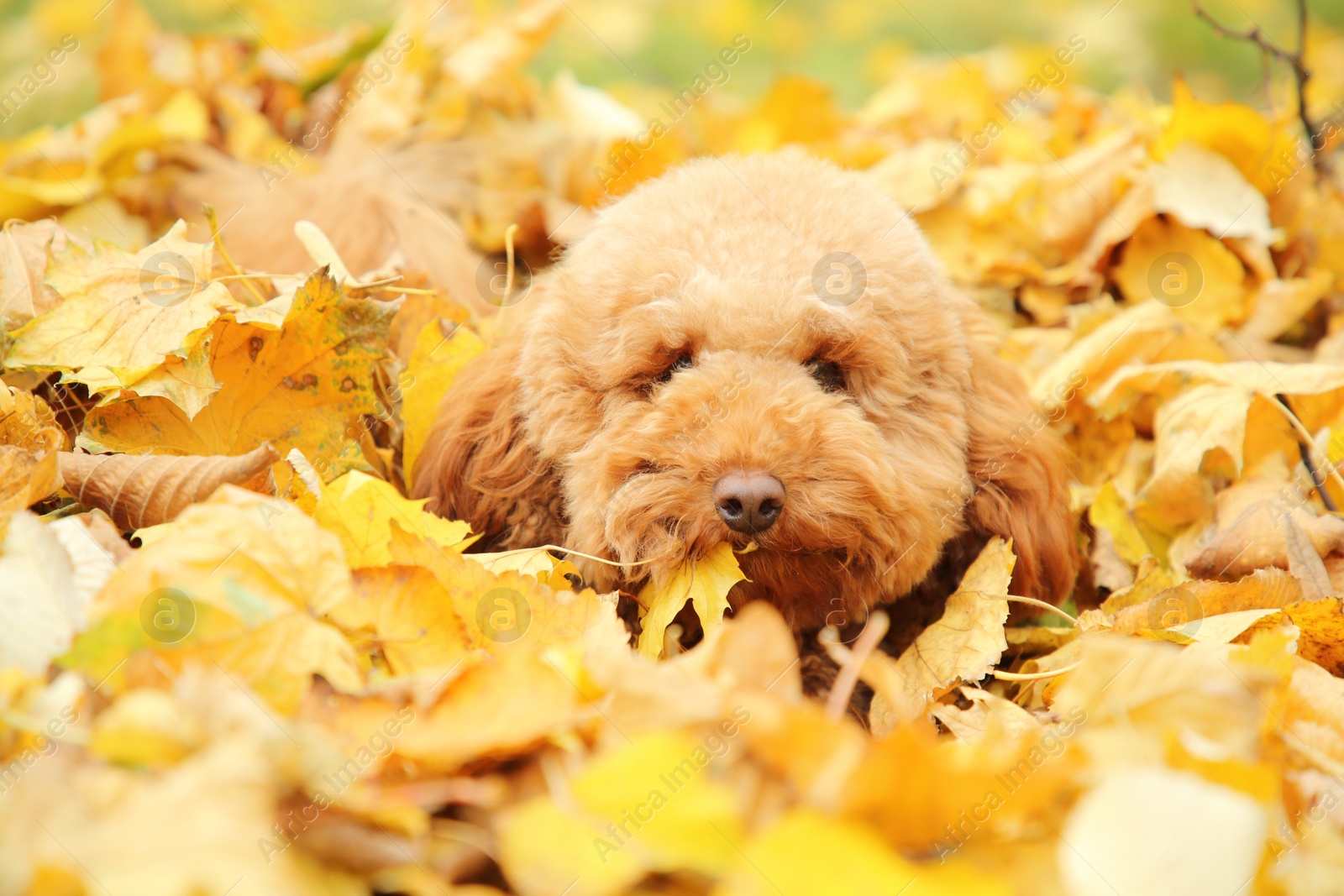 Photo of Cute dog in autumn dry leaves outdoors