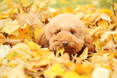 Cute dog in autumn dry leaves outdoors