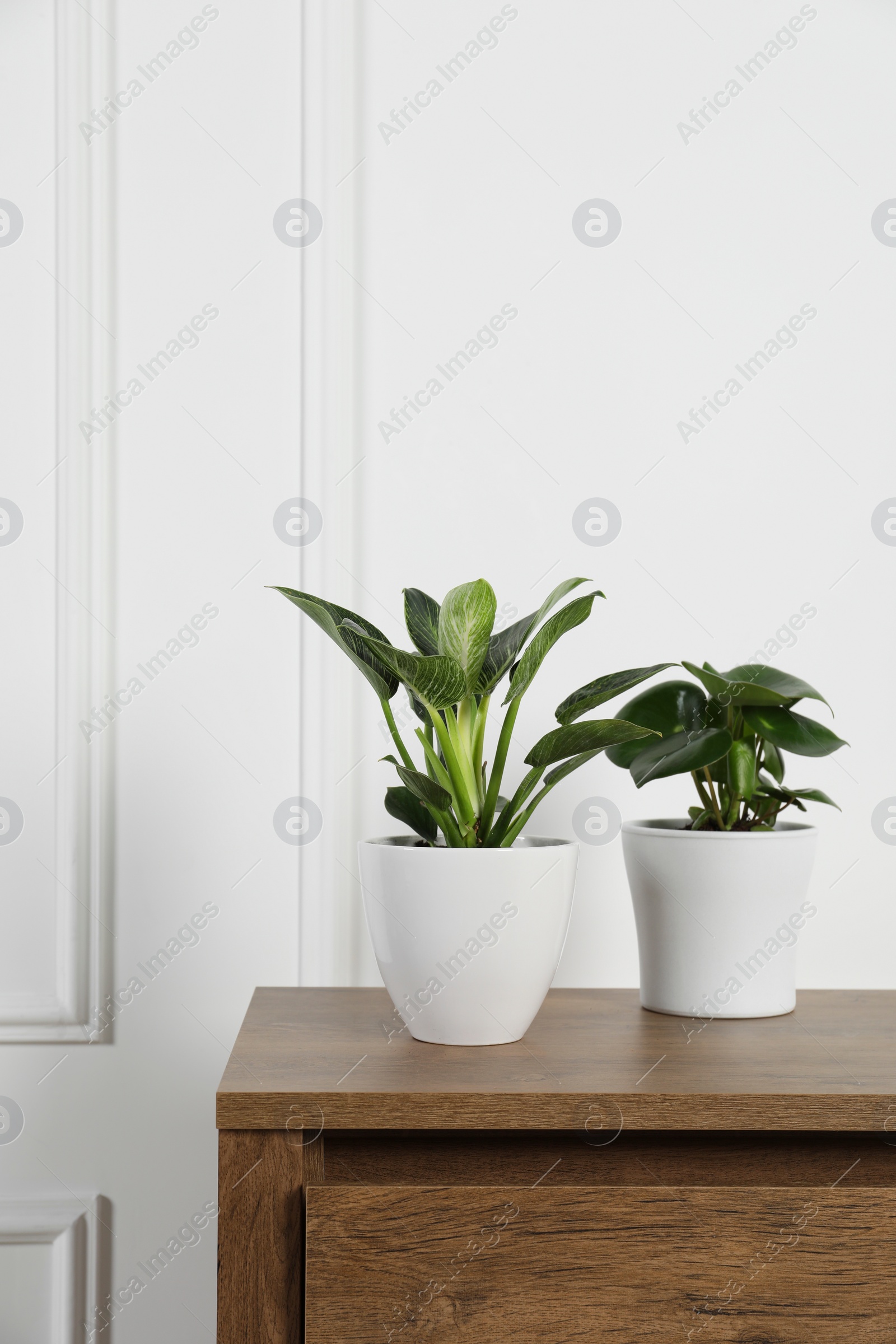 Photo of Beautiful different houseplants in pots on wooden table near white wall, space for text
