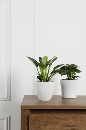 Photo of Beautiful different houseplants in pots on wooden table near white wall, space for text