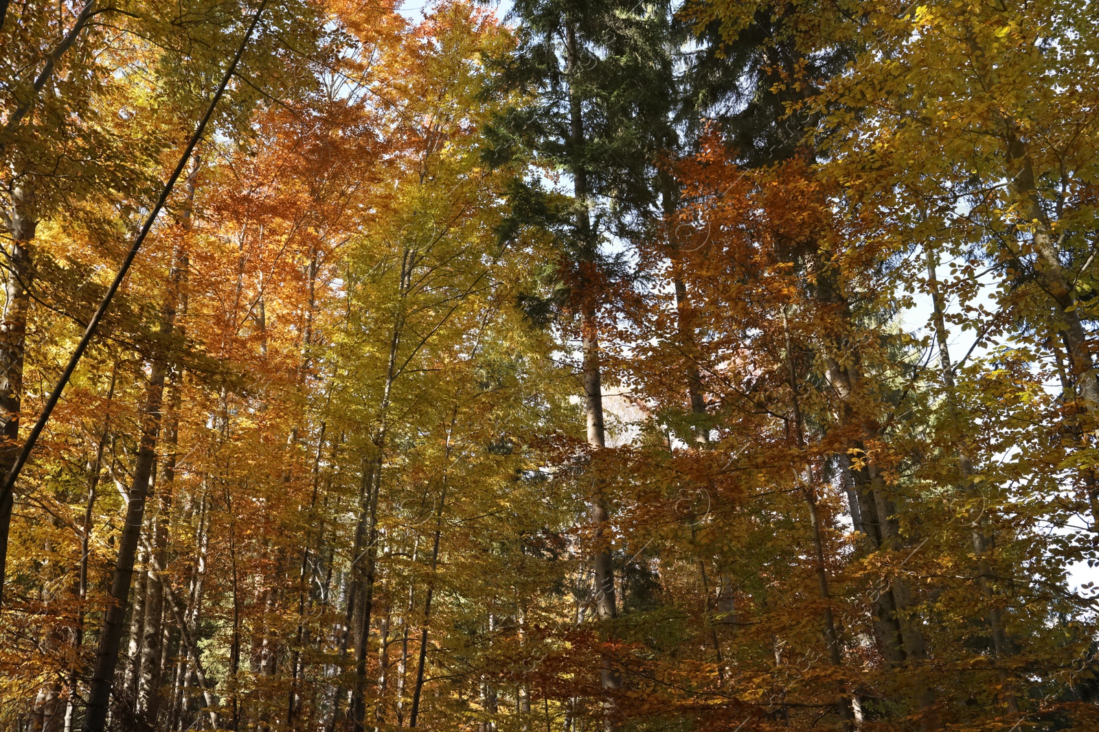 Photo of Beautiful trees with colorful leaves in autumn forest