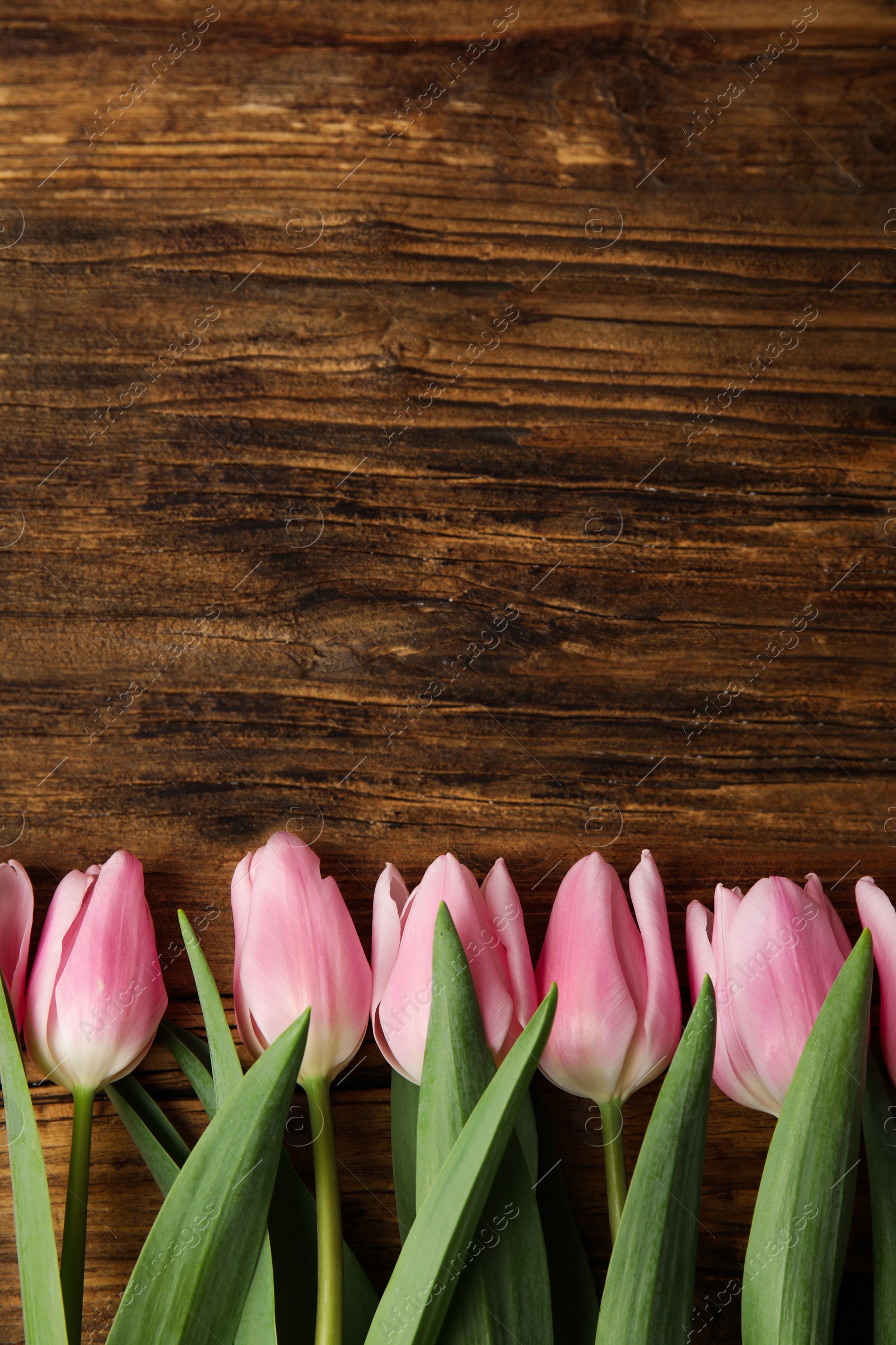 Photo of Beautiful pink spring tulips on wooden background, flat lay. Space for text